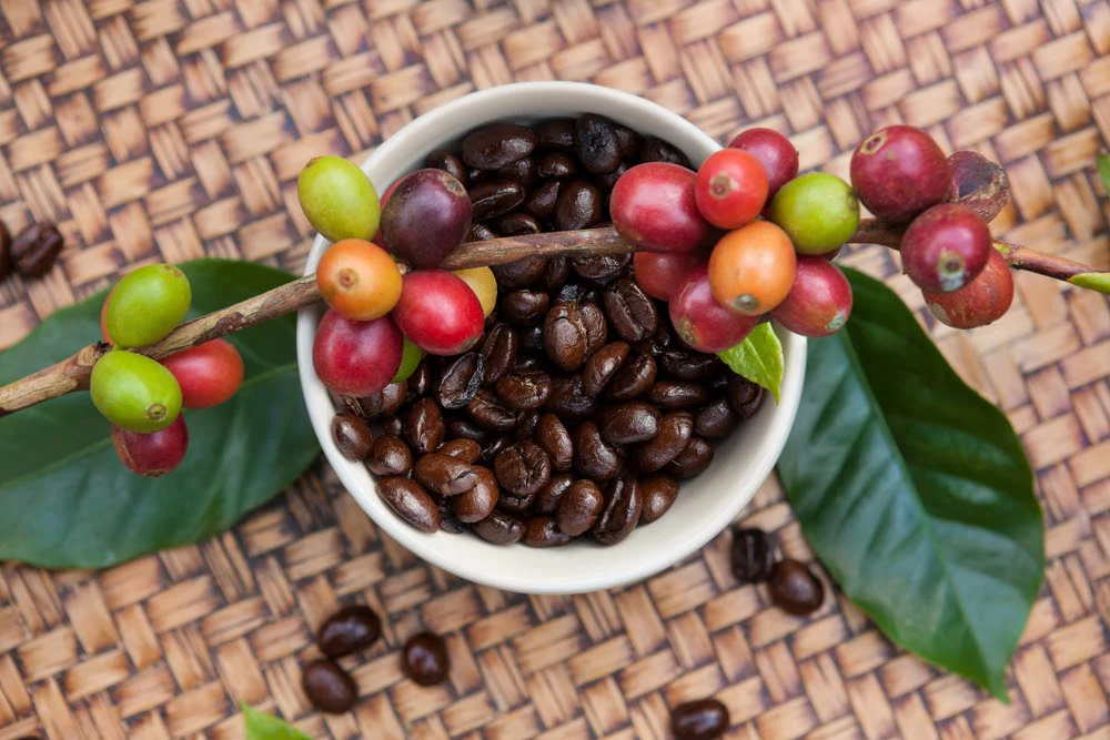 Distinctions between espresso beans and coffee beans: What Are Coffee Beans?
