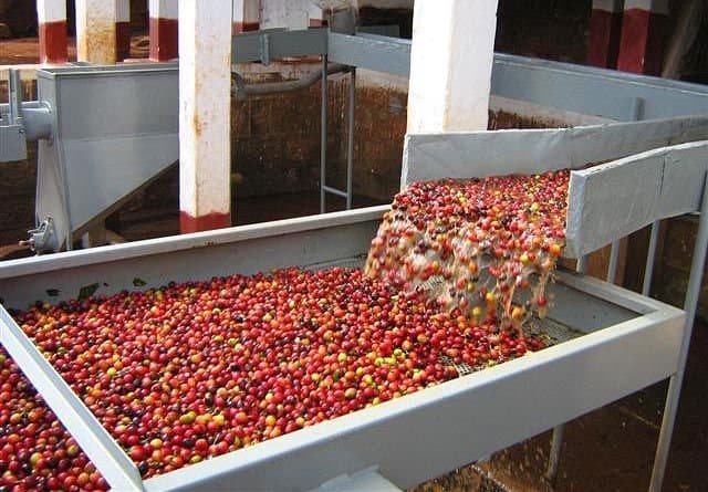 Coffee Beans Processing Method for Best espresso coffee beans
