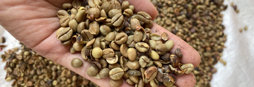 Best Coffee Beans  Excelsa beans