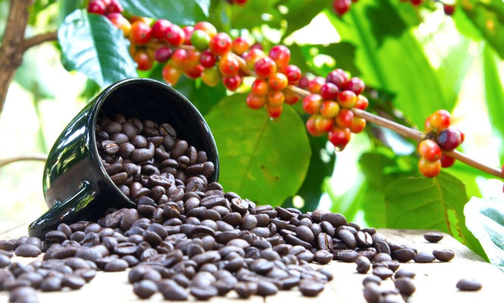 Best Coffee Beans Arabica beans