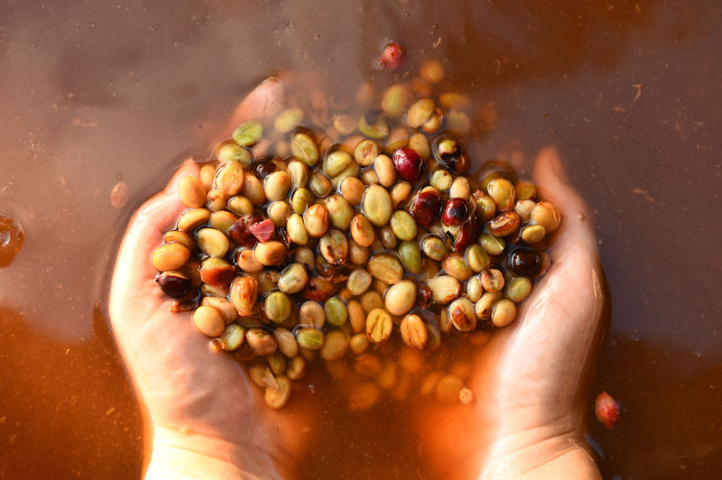 Fermentation Experiments: A Game-Changer for Colombian Coffee