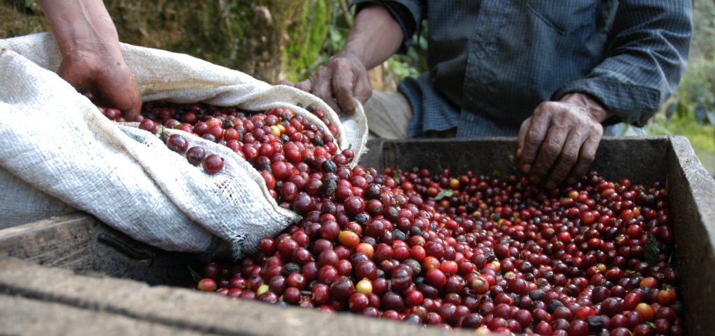 The Coffee Crisis and Colombia’s Adaptation