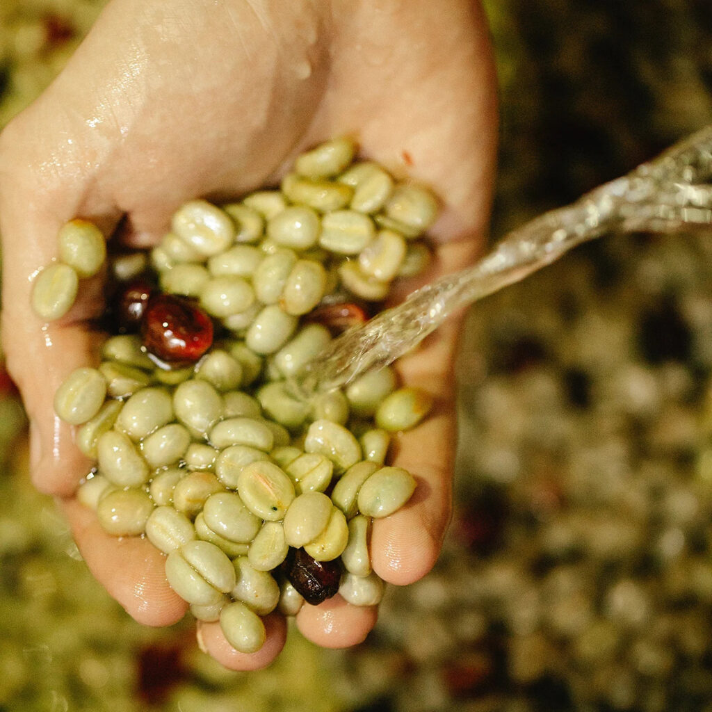 Traditional Washed (Wet) Processing: The Gold Standard