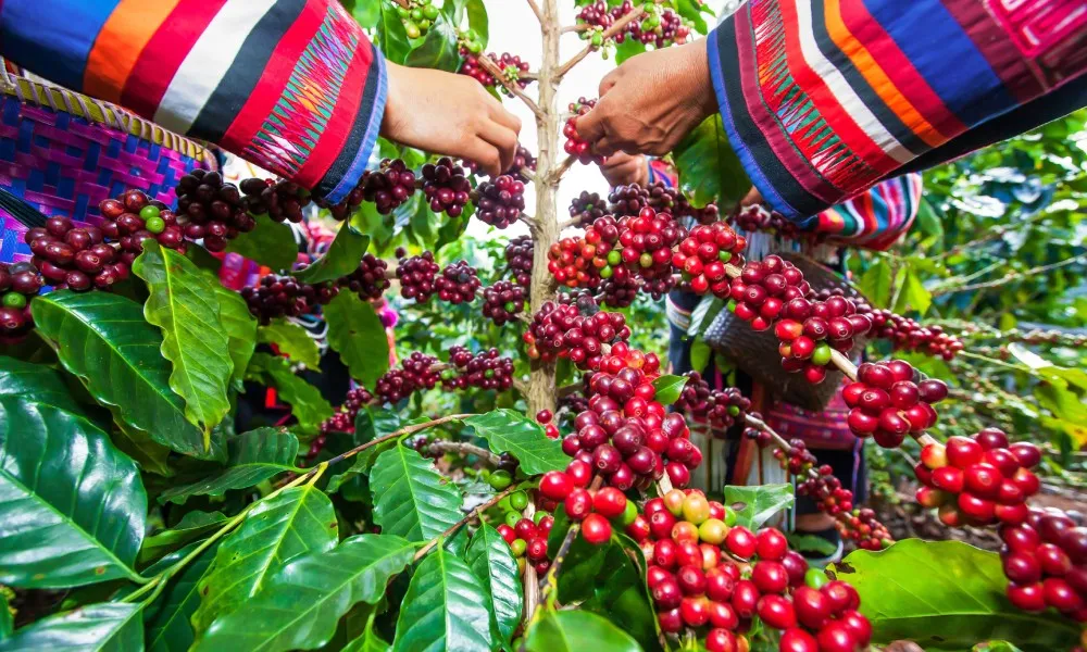 What Makes Colombian Coffee Unique?