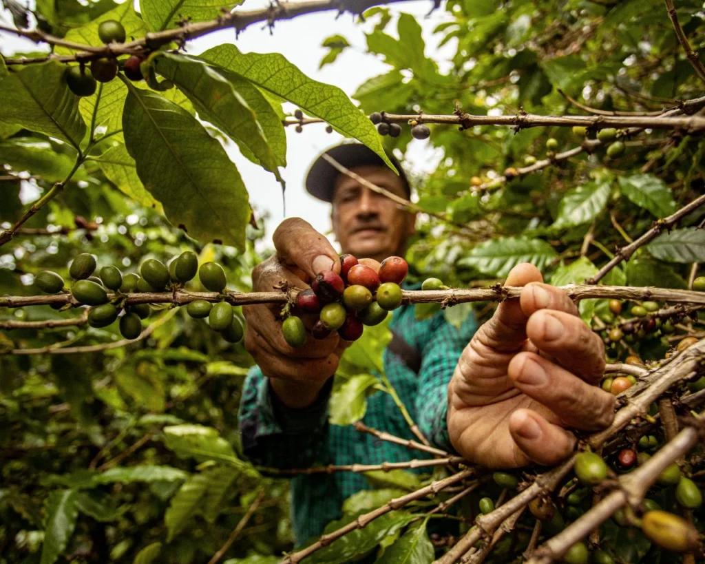 The Impact on Coffee Growers