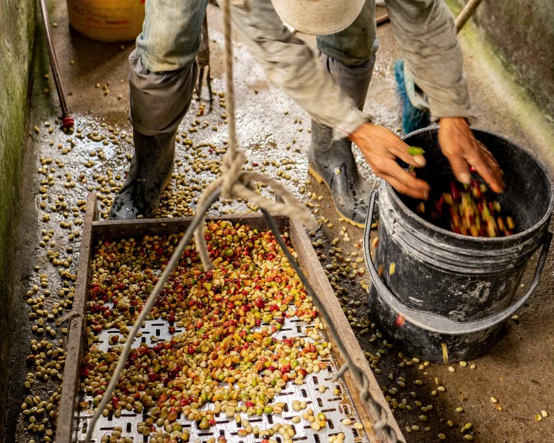 The Rise of Honey-Processed and Natural Coffee in Colombia