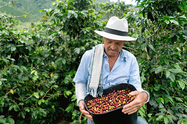 Hand-Picked Perfection: Why Colombian Coffee is Harvested Differently