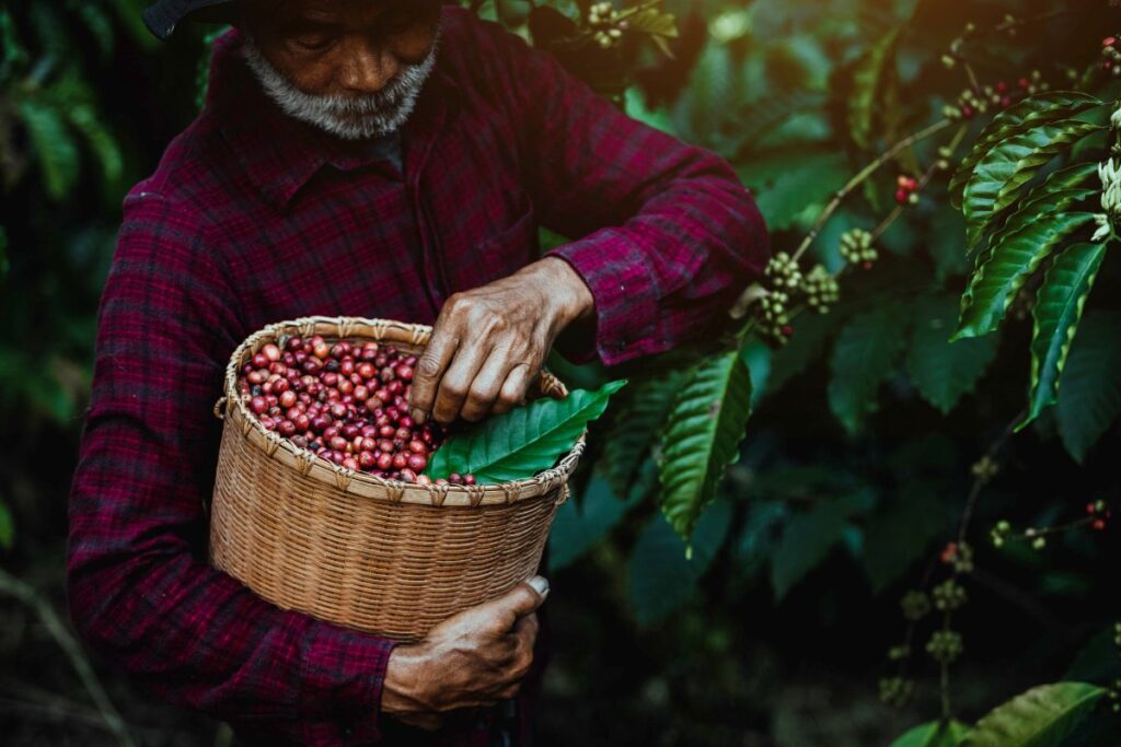 The Resilience of Colombian Coffee Growers