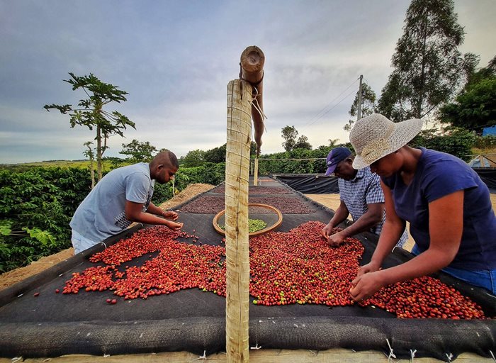 The Backbone of Colombian Coffee: Small-Scale Farmers & Their Role