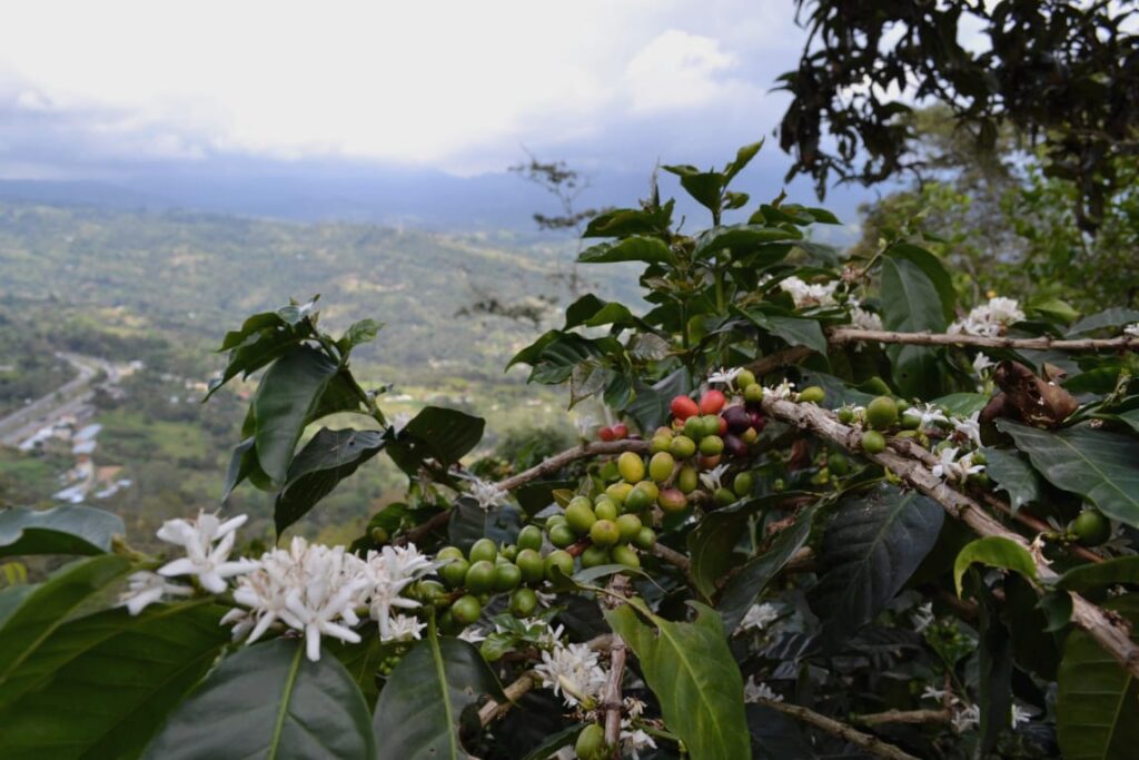 How Colombia’s Climate Enhances Arabica Beans