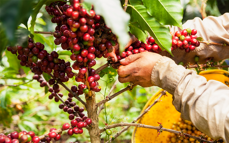 Why Colombia Grows Only Arabica Coffee