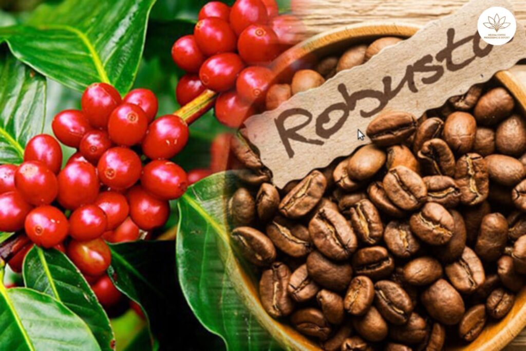 Will Colombia Ever Grow Robusta Coffee?