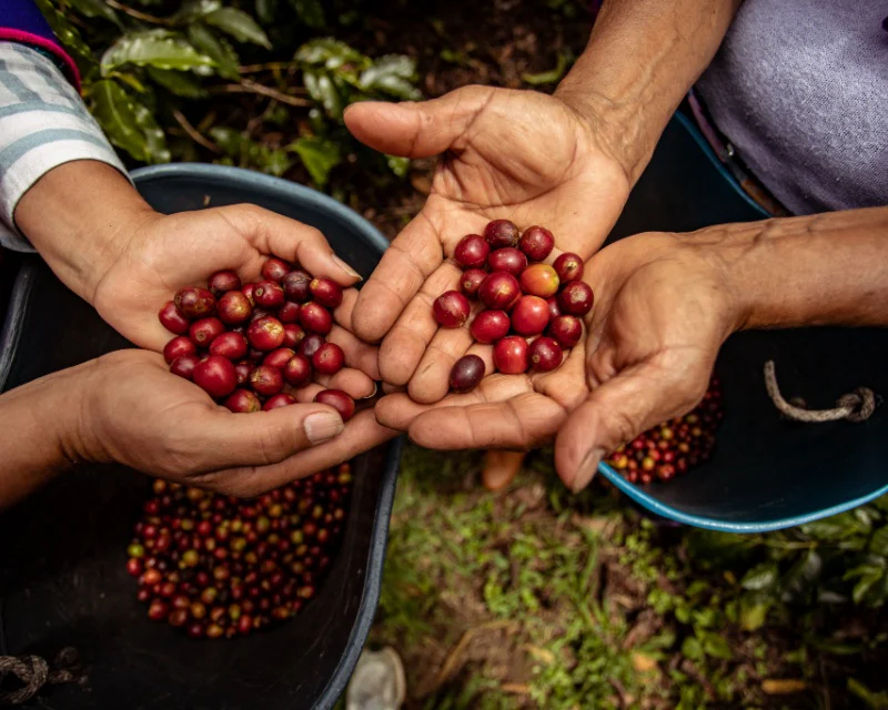 How Colombia Became One of the World’s Leading Coffee Producers