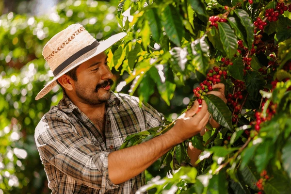 The Economic Impact of Colombian Coffee Exports