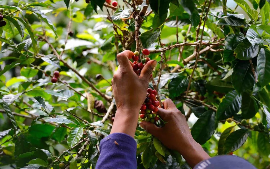 How Smallholder Coffee Farmers Are Adapting and Innovating