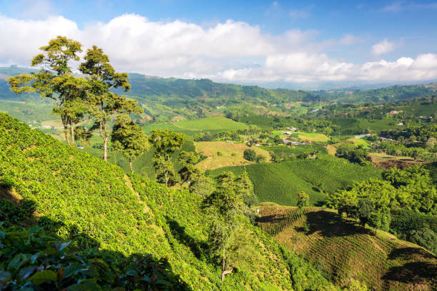 How Colombia Became One of the World’s Leading Coffee Producers