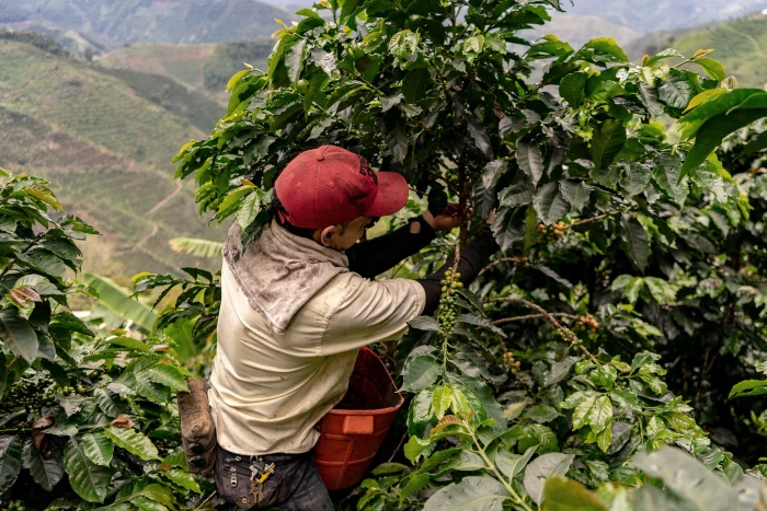 The land in Colombia’s coffee-growing regions