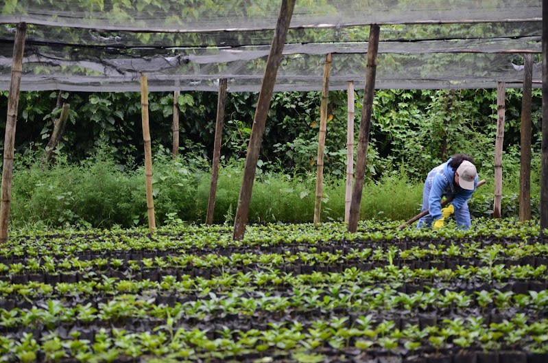 Biodiversity Protection & Preventing Deforestation in Colombian Coffee Farming