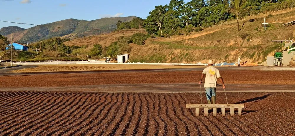 Regenerative Coffee Farming: Restoring Soil and Ecosystems