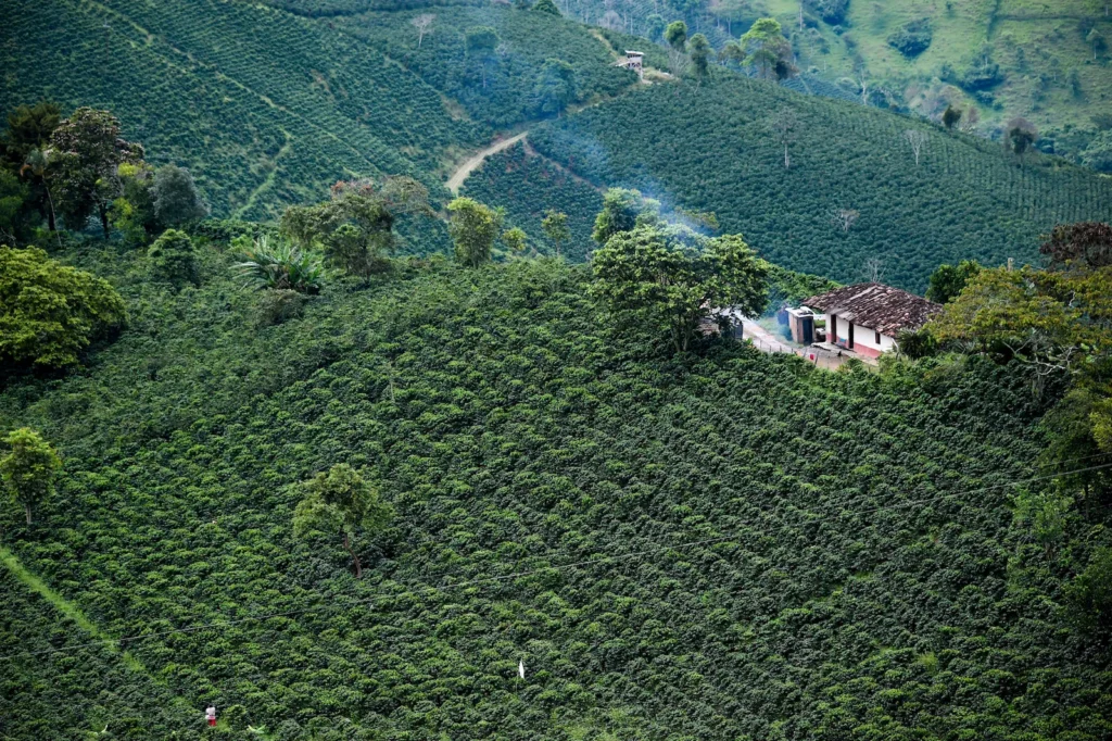 Climate Adaptation & Future-Proofing Colombian Coffee Farming