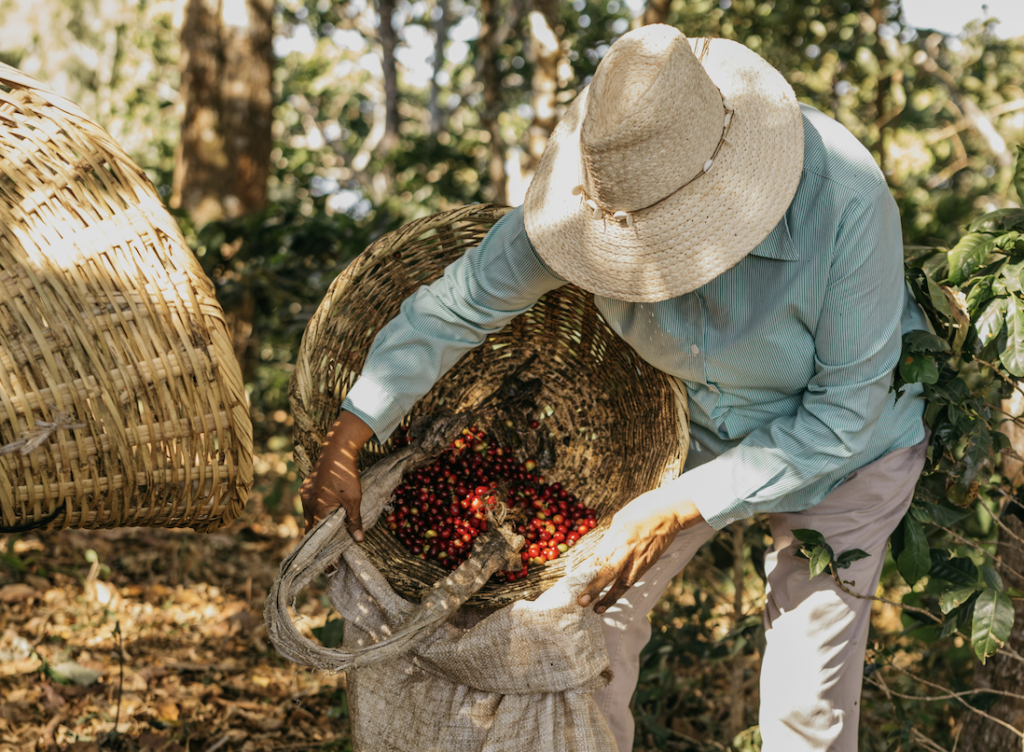 The Financial Challenges of Colombian Coffee Growers