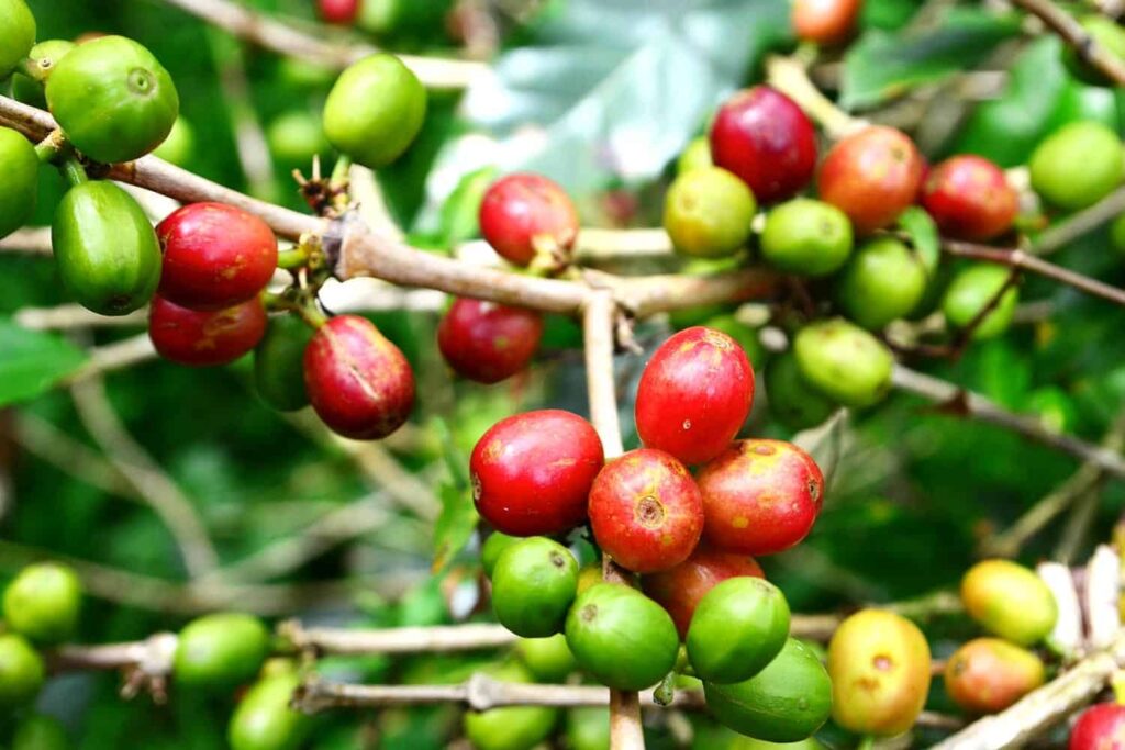 Beans like the Caturra variety and classic Typica