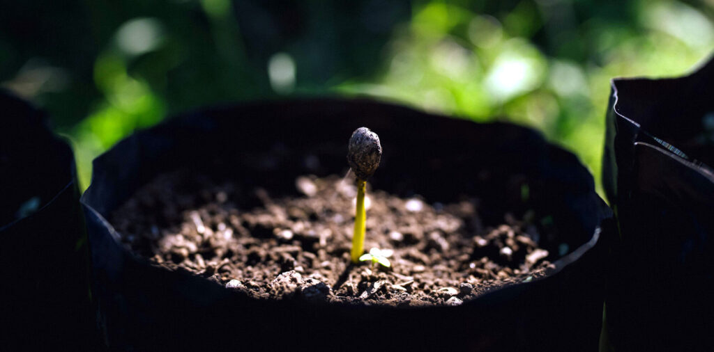 Reforestation & Conservation Programs Colombian coffee