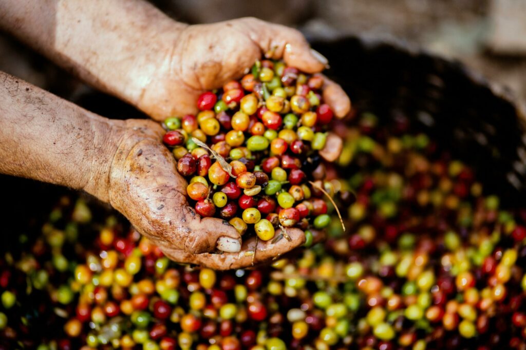 The Financial Challenges of Colombian Coffee Growers