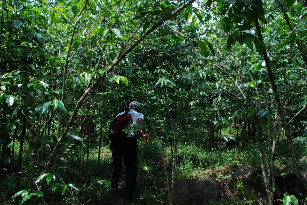 Agroforestry & Shade-Grown Coffee