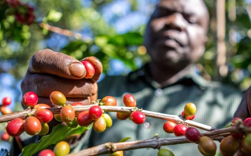 Flavor Profile of Kenyan Beans in Espresso