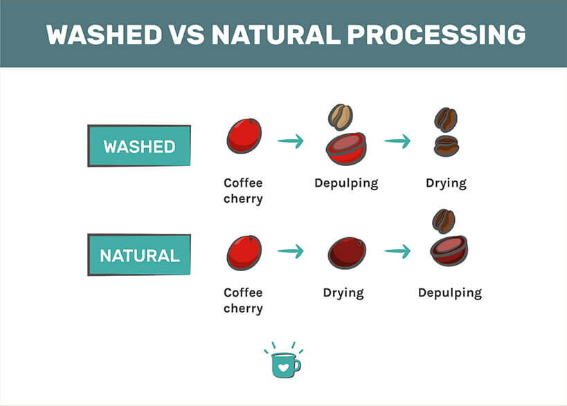Infographic comparing washed vs natural processed Colombian beans