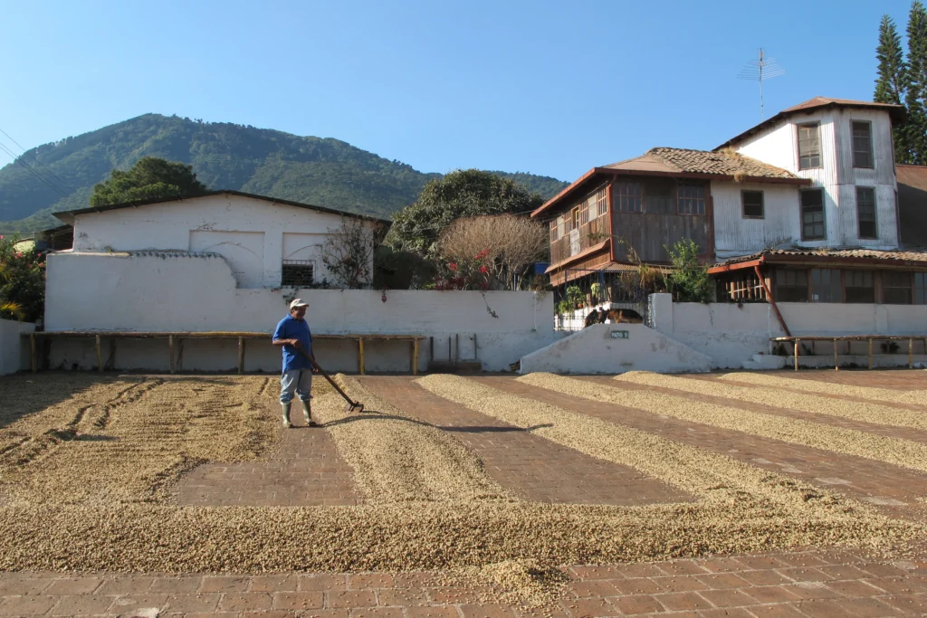 Washed coffee drying on patios in El Salvador