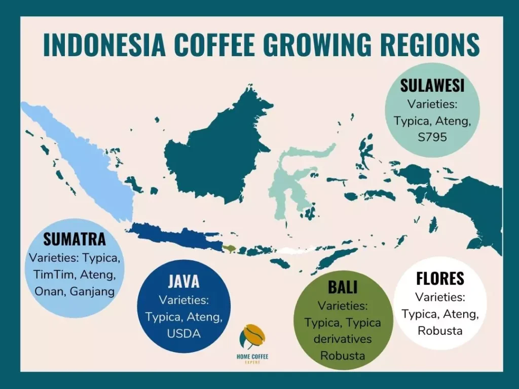 Map of Indonesian coffee regions with Sumatra, Java, Sulawesi highlighted