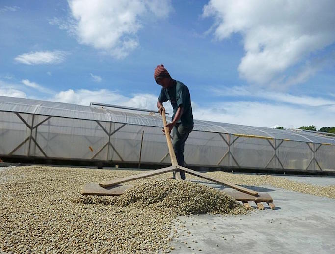Sumatra and Indonesian Beans
