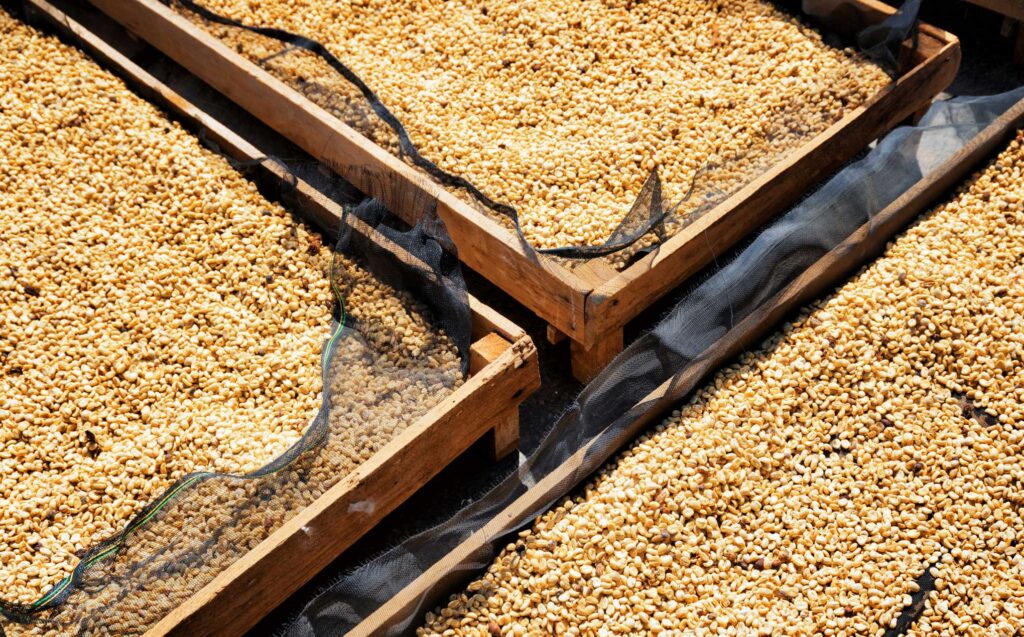 Washed Nariño beans drying on raised beds