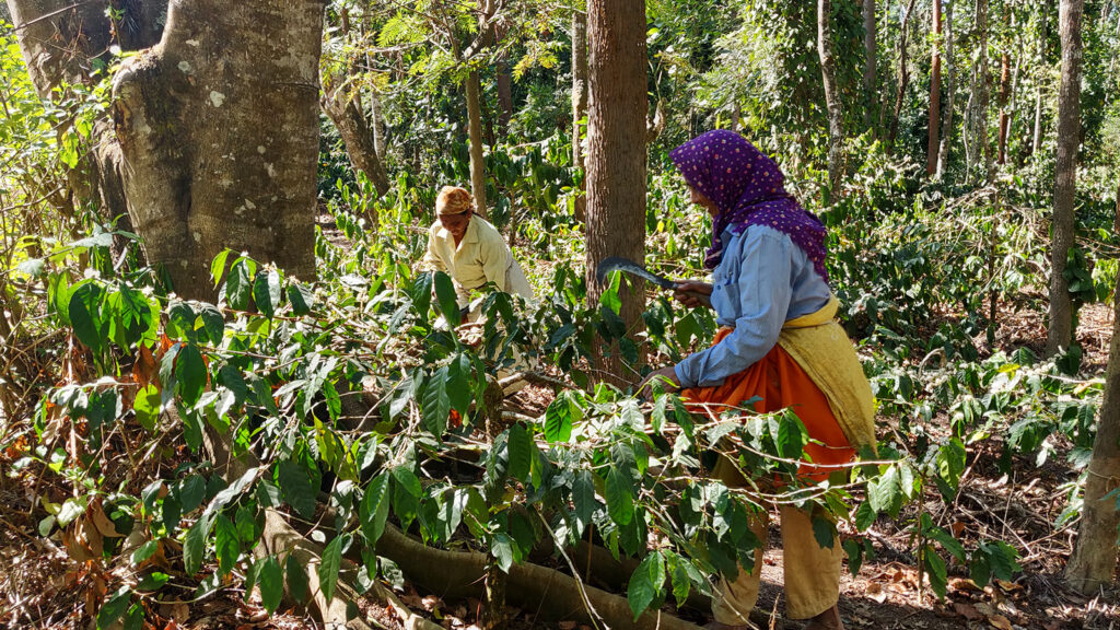 Coffee farmer in India holding healthy Robusta plants