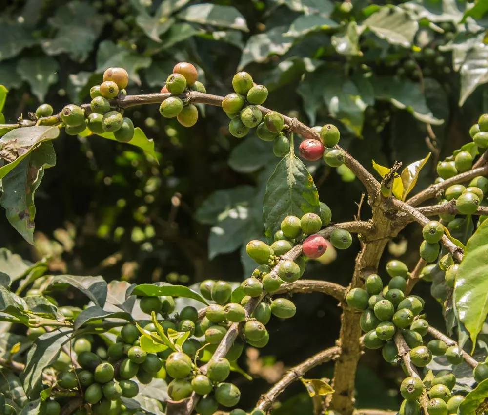 Kenyan SL28 and SL34 varietals on healthy coffee trees