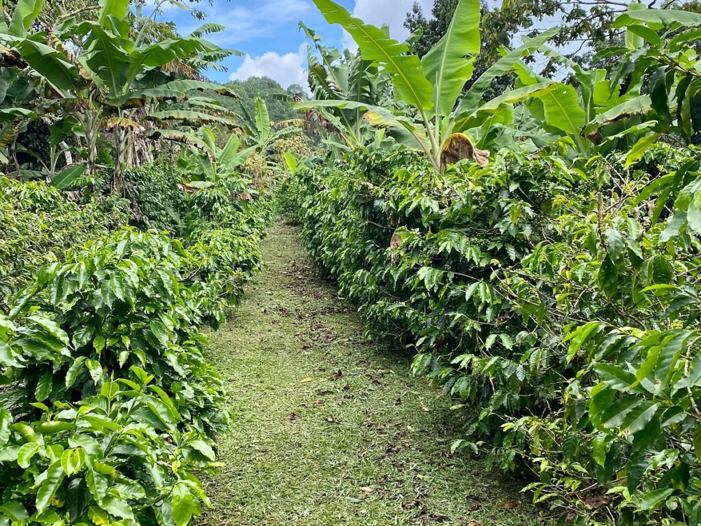 Cobán coffee