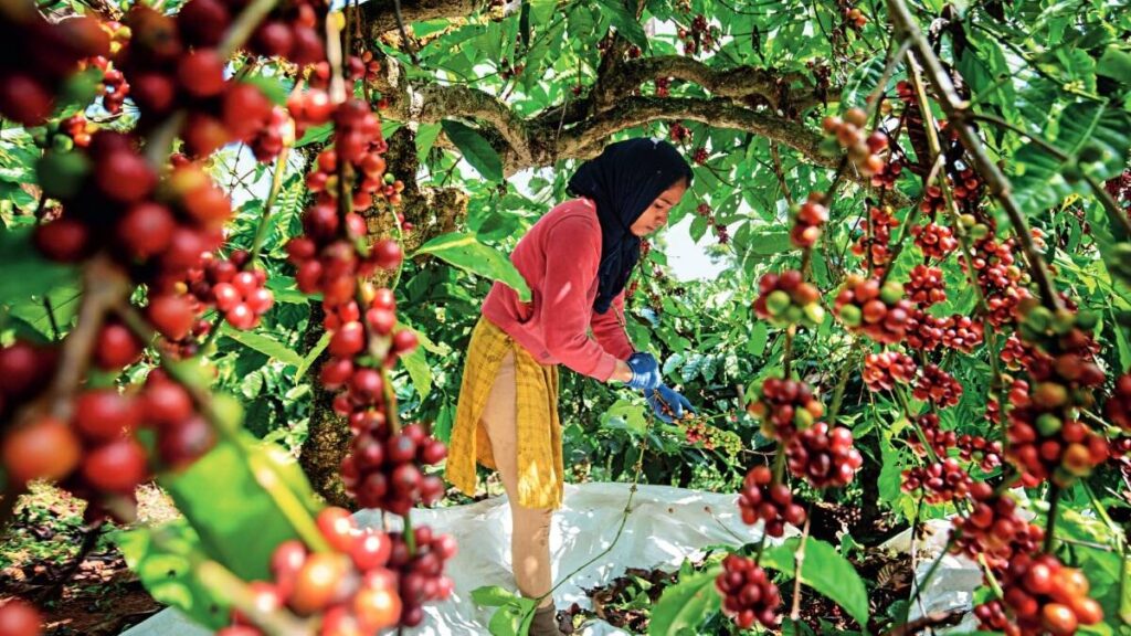 Robusta trees growing in Karnataka, India