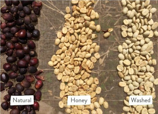comparing natural, pulped natural, and washed Brazilian beans
