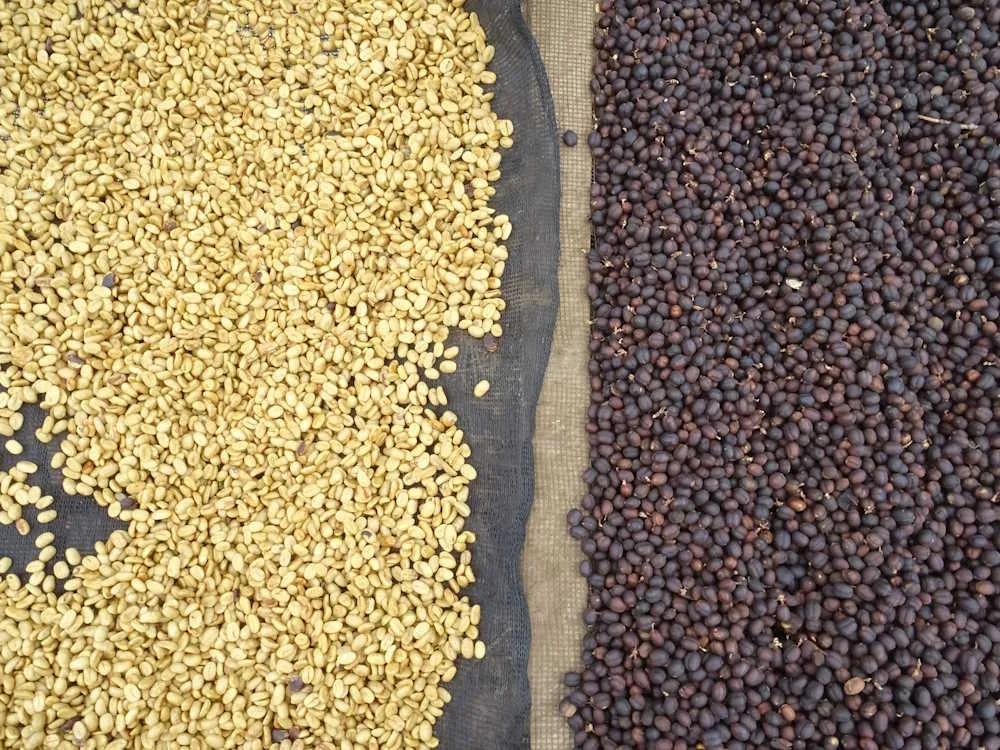 Washed vs Natural Processed Beans for Espresso