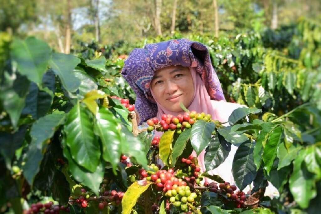 Terraced coffee farms in Aceh, Northern Sumatra