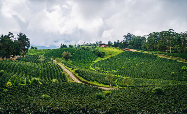 View of smallholder farms in Tolima