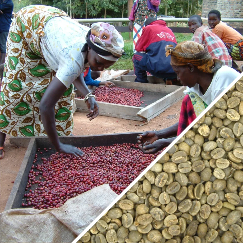Kenyan Beans for Espresso: When Acidity Works