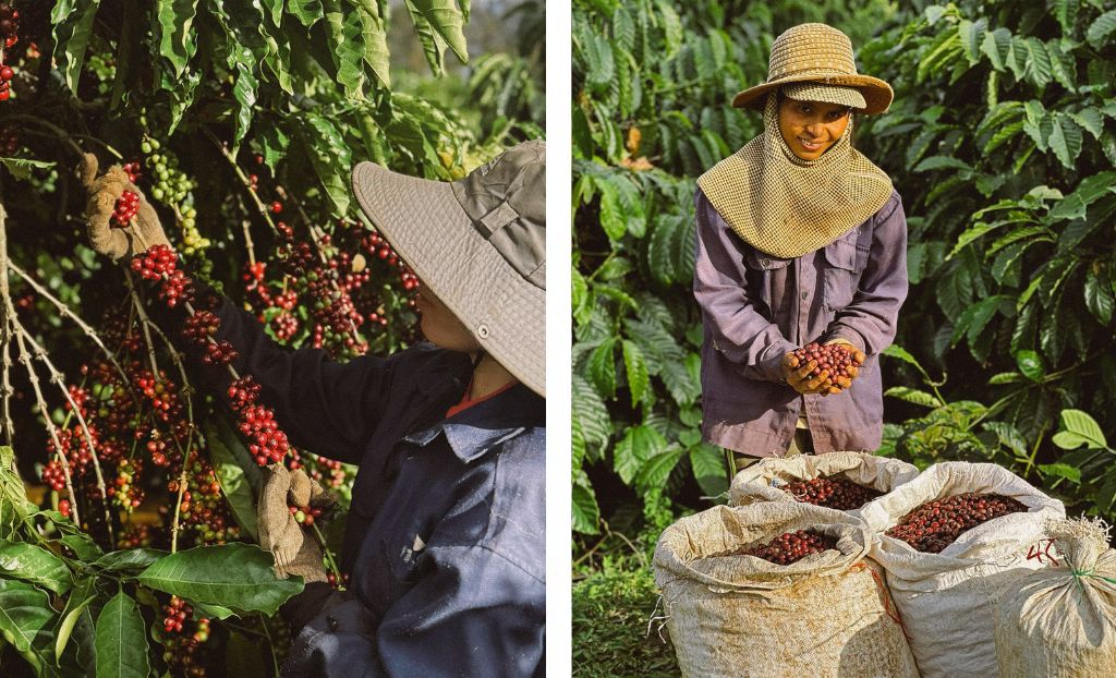 Indian coffee estate certified as specialty-grade Robusta producer