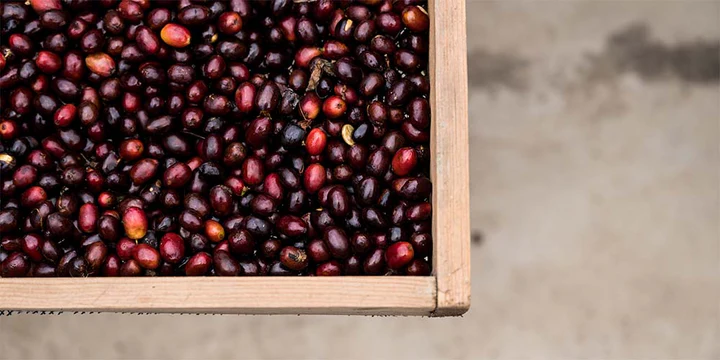 Exploring Central American Coffees for Balanced Espresso