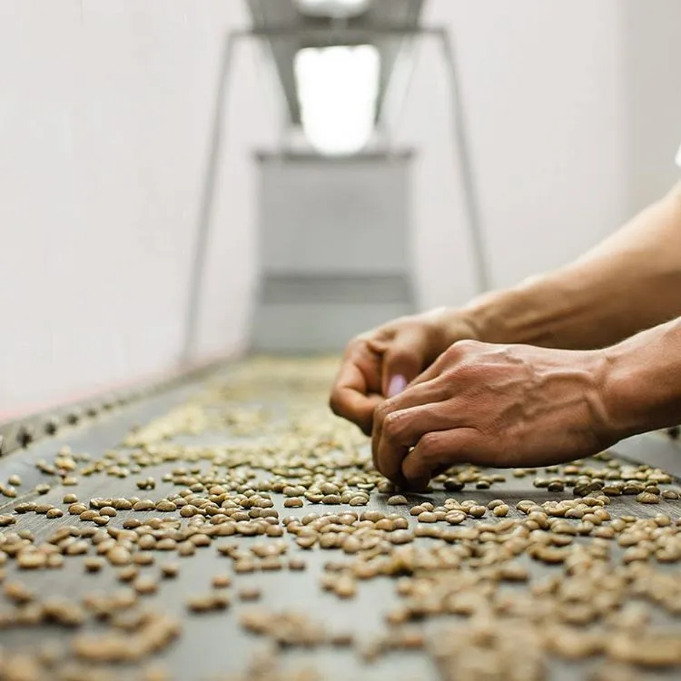 Colombia’s Coffee Sorting, Grading, and Exporting