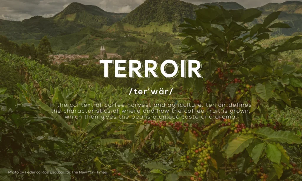 The Concept of Terroir in Coffee