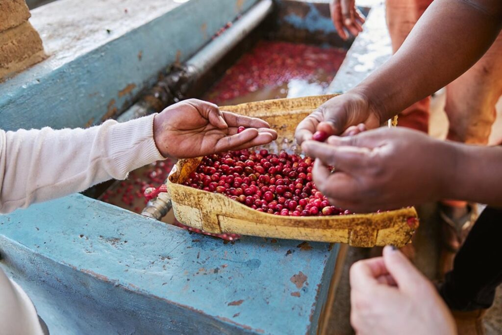 Clean, Classic Washed Coffees