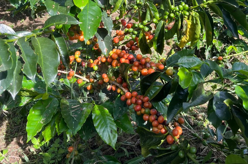 Varietals and Farms to Know Common Varietals Grown in Huila